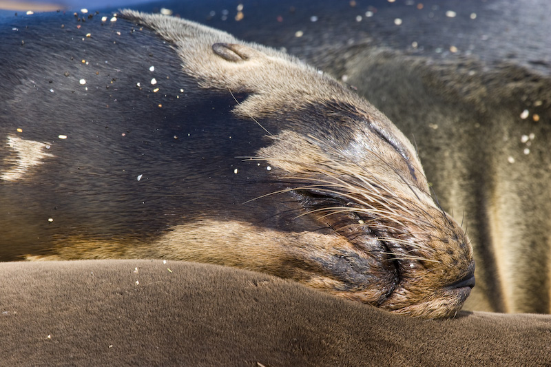 Galápagos Sealion